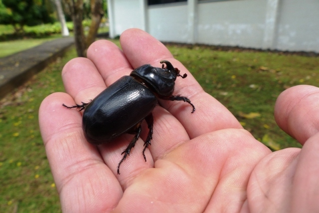 Coconut Rhinoceros Beetle web
