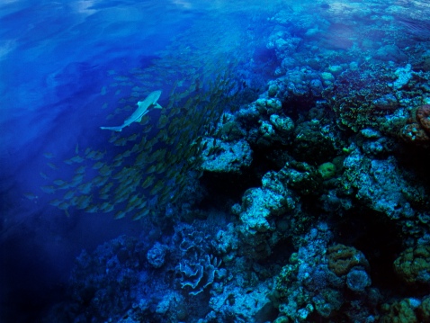 Marovo Lagoon Solomon Islands S. Chape copy