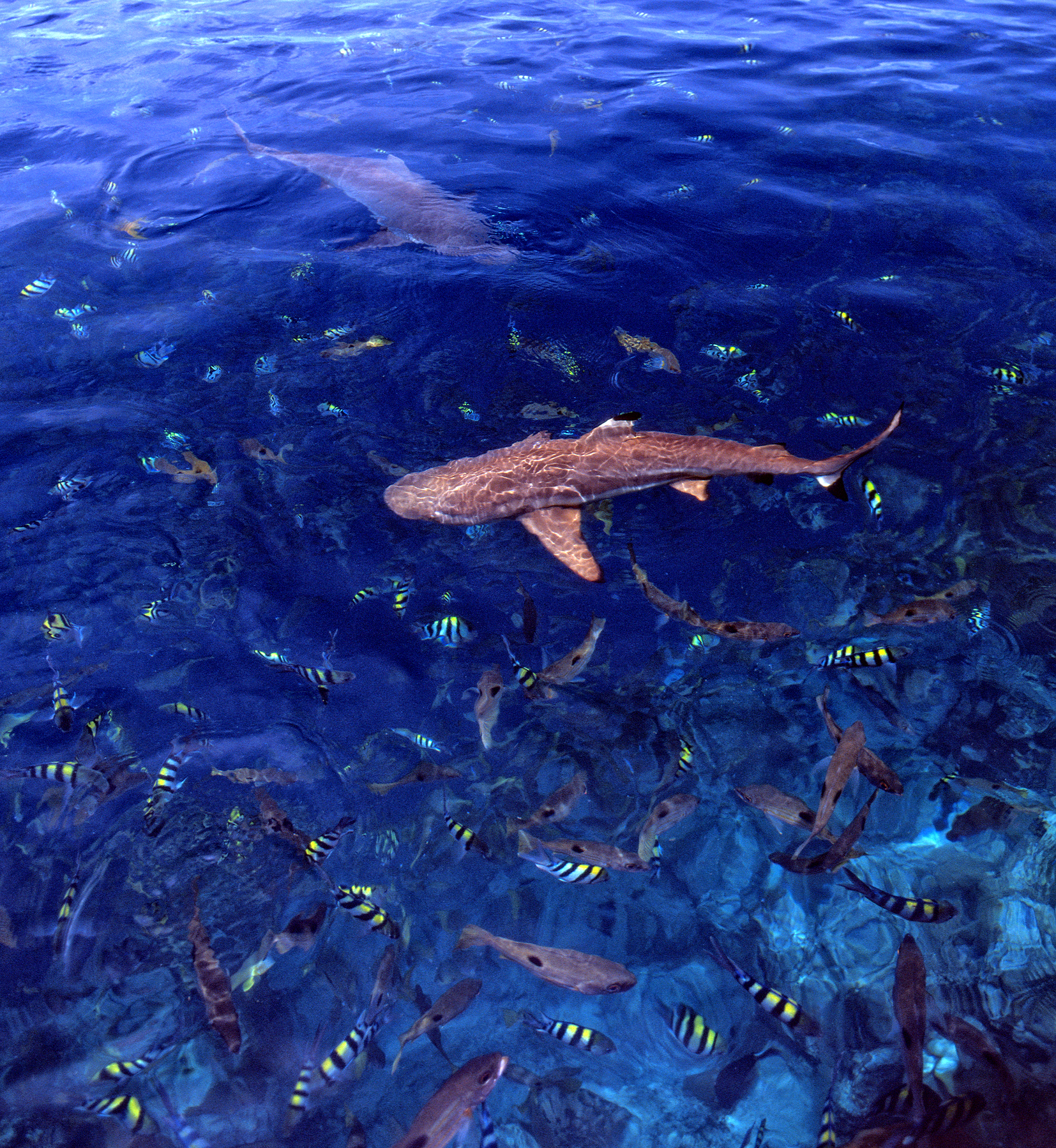 Sharks reef fish Solomon Islands Stuart Chape copy