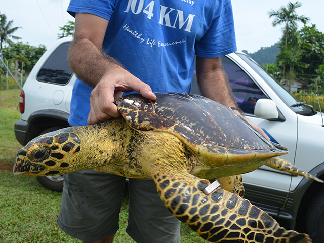 Storm Turtle 1