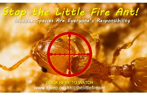 fireant