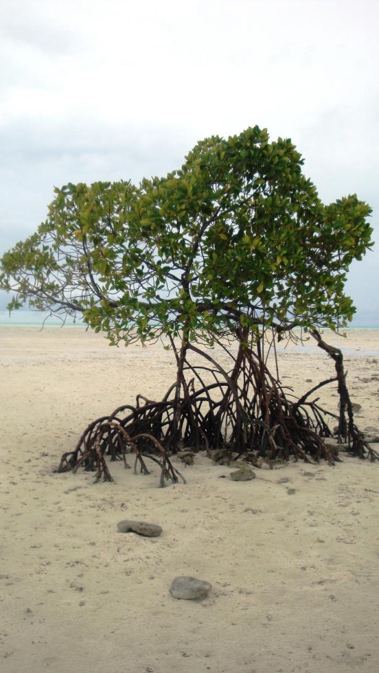 mangrove