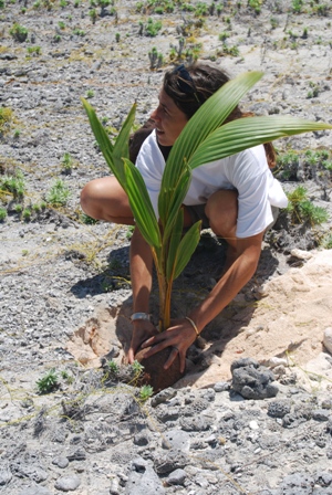 piln_coconutplant