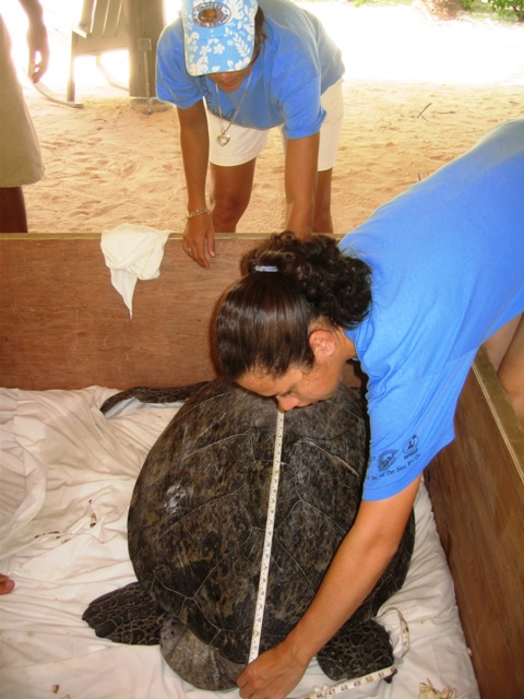 turtle_measuring