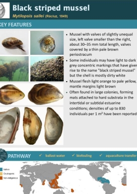Black striped mussels