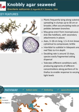Knobbly agar seaweed
