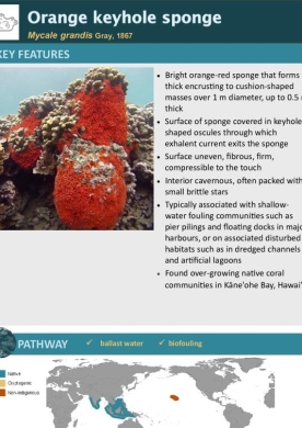 Orange keyhole sponge