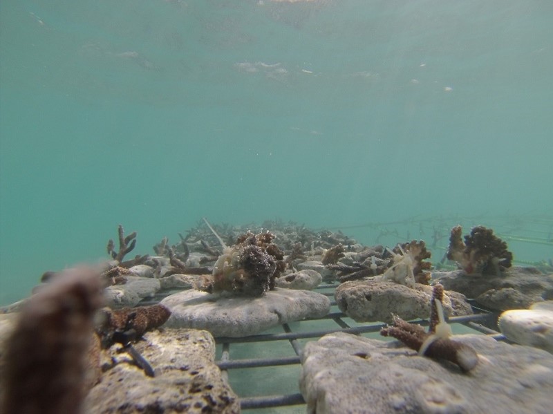 Close-up image of the coral garden nursery secured onto the stands.
